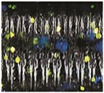 Load image into Gallery viewer, Gary Yamamoto Senko 5"